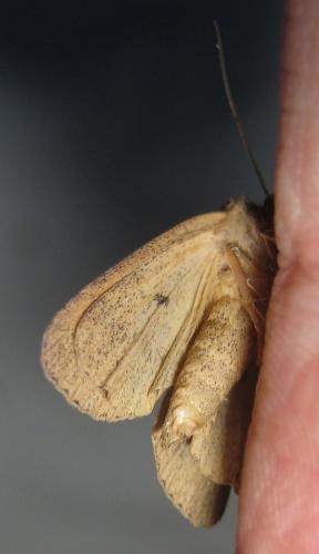 Archanara dissoluta